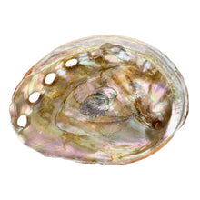 Lataa kuva Galleria-katseluun, Small Threaded Abalone Shell Vives de la Cortada S.L